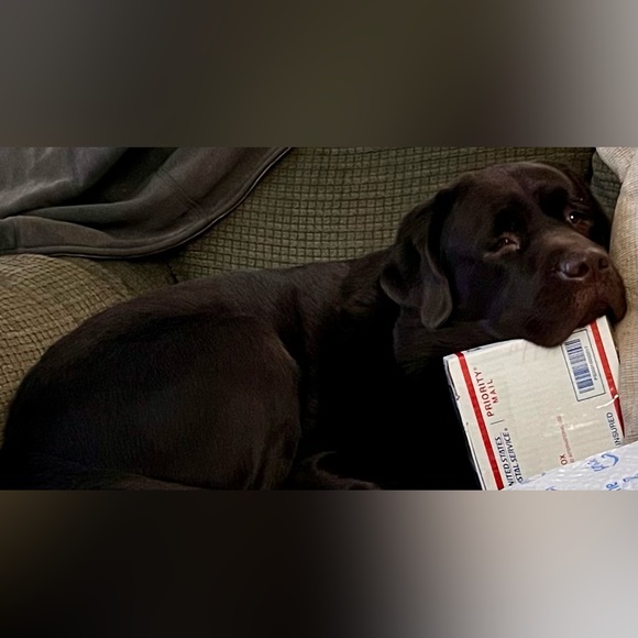ENGLISH LABRADOR Other - Meet Retired Service Dog Bear